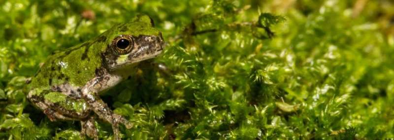 Camouflage protects animals – even if they are spotted