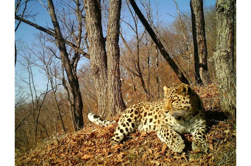 Canine distemper confirmed in Far Eastern leopard, world's most endangered big cat