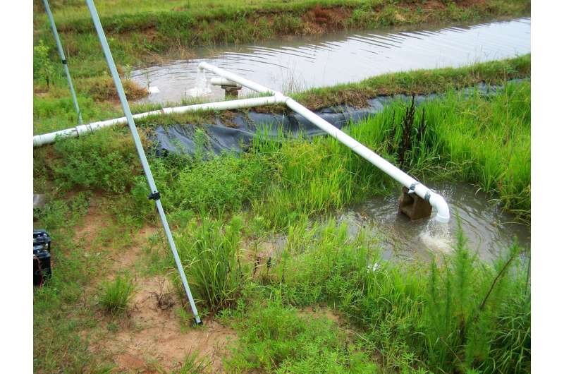 Can rice filter water from ag fields?