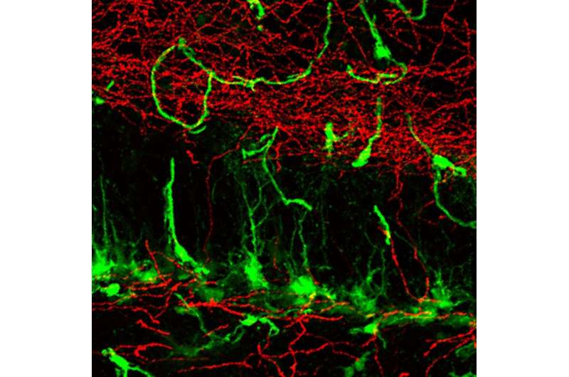 Can scientists leverage mysterious mossy cells for brain disease treatments?