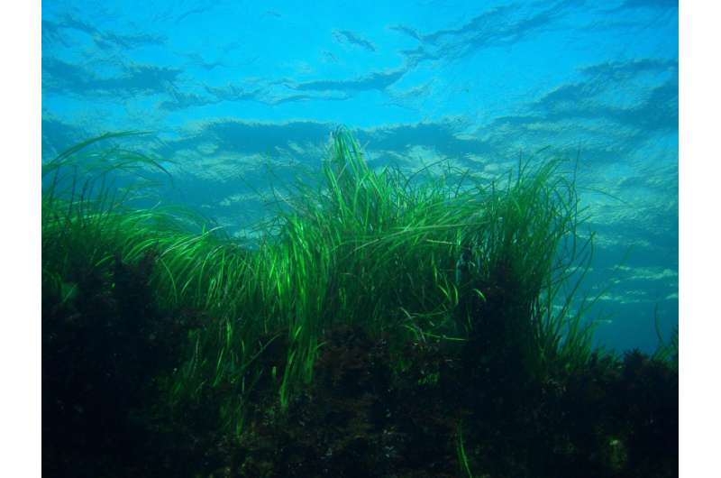 Can seagrass help fight ocean acidification?