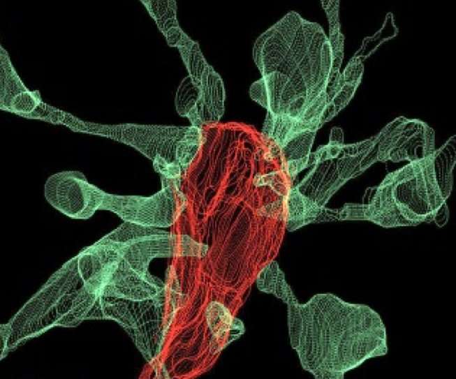 Captured on film for the first time: Microglia nibbling on brain synapses
