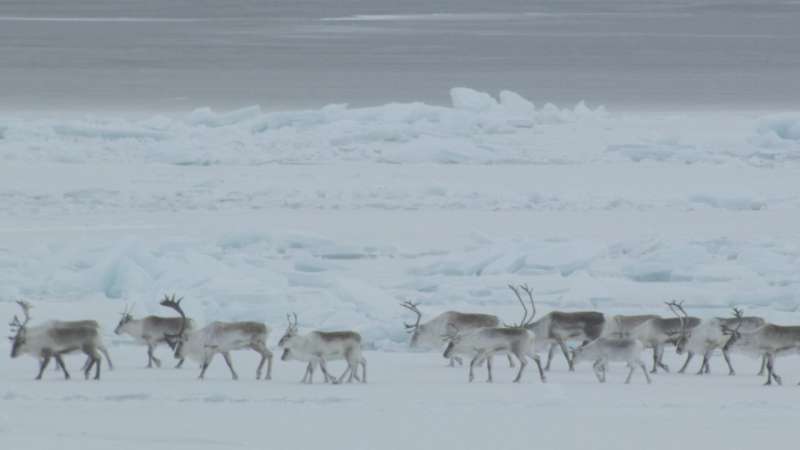 Caribou drone study finds 'enormous variation' within herd
