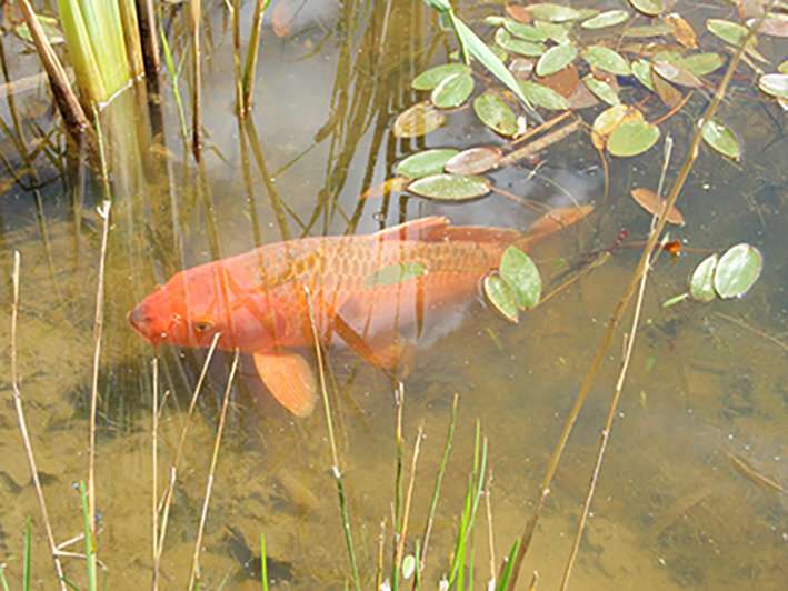 Carpe solis – sunbathing fish defy the laws of nature