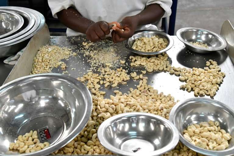 Cashew nuts are peeled by hand at a factory in Bouake, then batched for export around the world