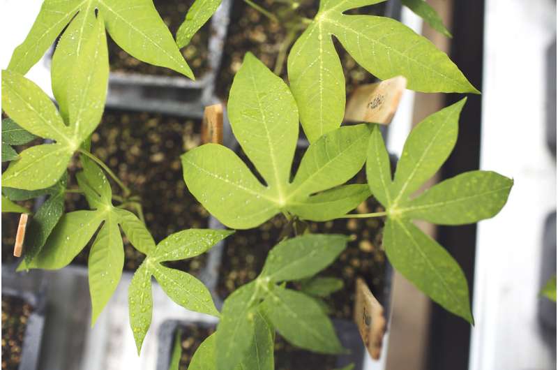 Cassava breeding hasn't improved photosynthesis or yield potential