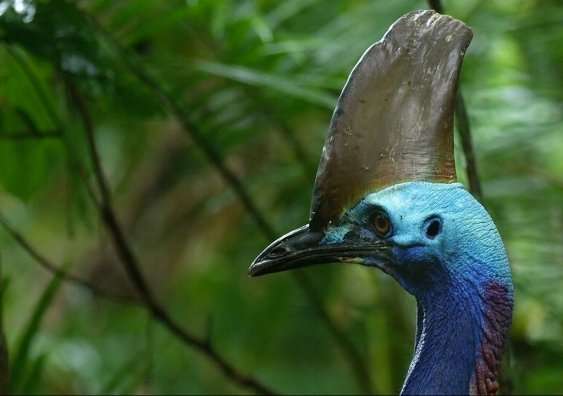 Cassowary leaping high caught on film for first time