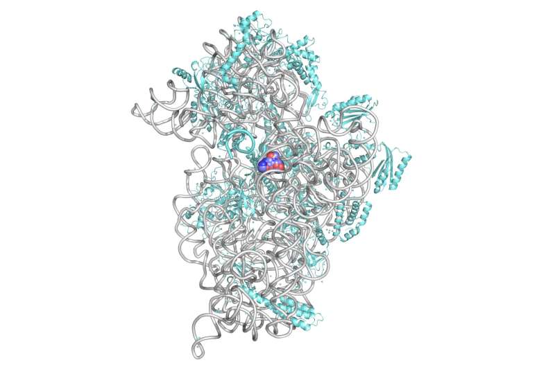 Catching the dance of antibiotics and ribosomes at room temperature