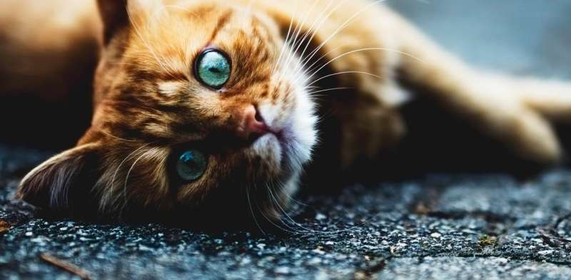 Cat plague is back after nearly 40 years in hiding – here's what you need to know