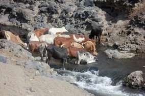 Cattle may spread leptospirosis in Africa, study suggests