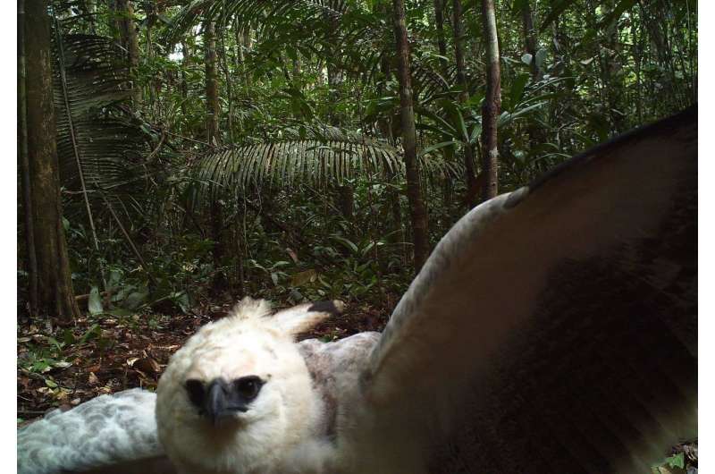 Caught on camera: Amazonian crop raiders