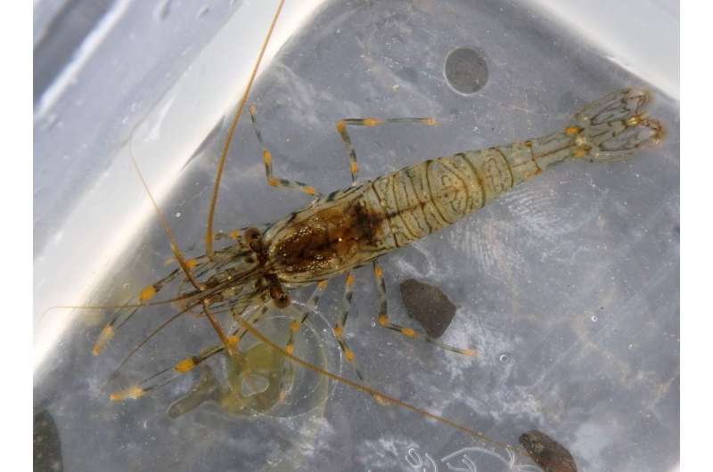 Cautious prawns win battle for food