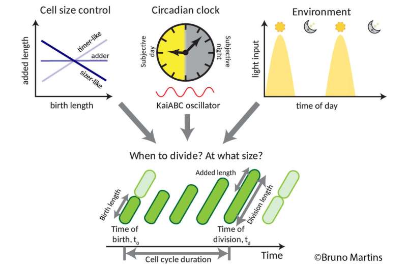 Cells decide when to divide based on their internal clocks