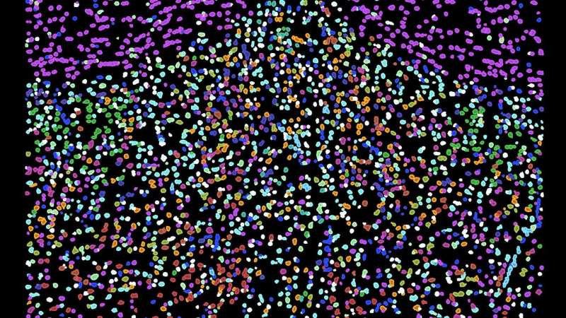 Cellular atlas of brain region leads researchers to new discoveries