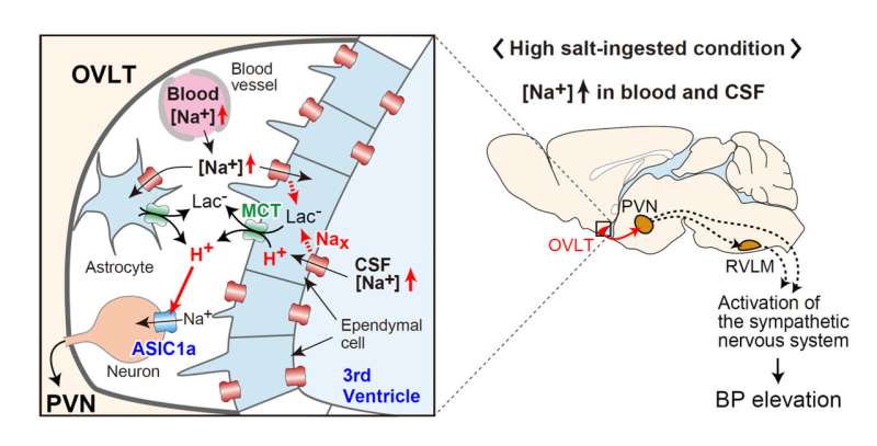 Central mechanisms of salt-induced hypertension