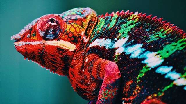 Chameleon-inspired nanolaser changes colors