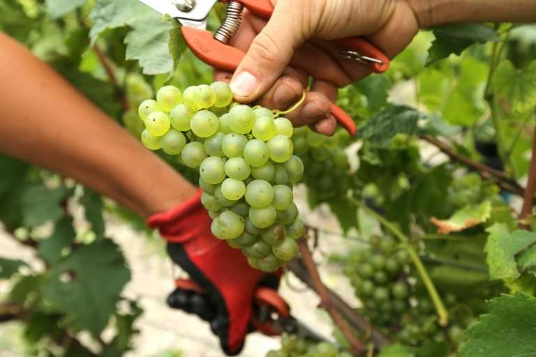 Champagne grapes are all harvested by hand, requiring the labour of 120,000 mainly seasonal workers