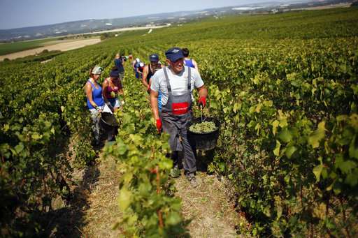 Champagne trying to defeat heat amid another early harvest