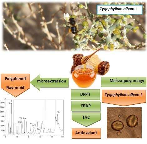 Characterization of Zygophyllum album L monofloral honey from El-Oued, Algeria