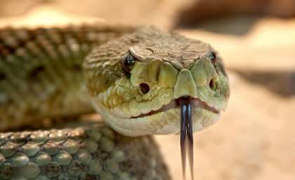 Chemical attraction gives rattlesnake peptide the bite on superbugs