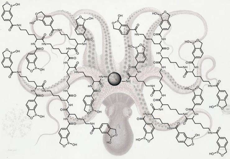 Chemical octopus catches sneaky cancer clues, trace glycoproteins