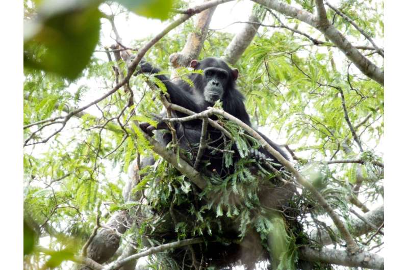 Chimpanzee 'nests' shed light on the origins of humanity