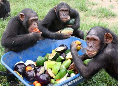 Chimpanzees react faster to cooperate than make selfish choices