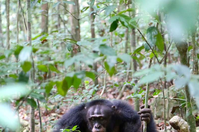 Chimpanzees start using a new tool-use gesture during an alpha male take over