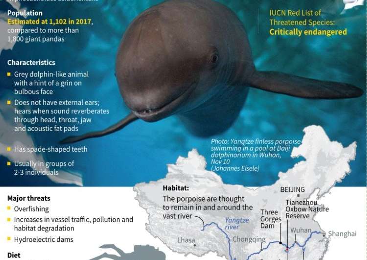 China's finless porpoise