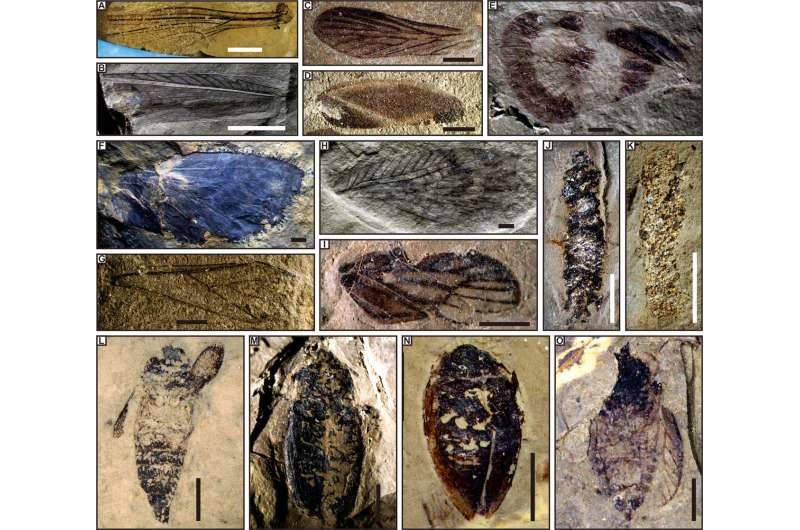 Chinese fossils reveal middle-late Triassic insect radiation