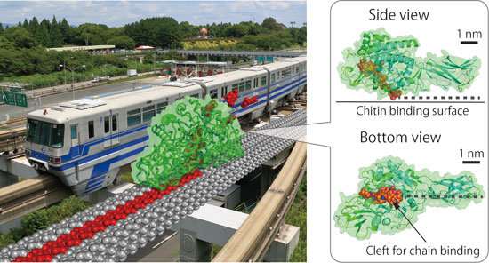 Chitinase as 'burnt-bridge' Brownian monorail efficiently hydrolyzing recalcitrant biomass