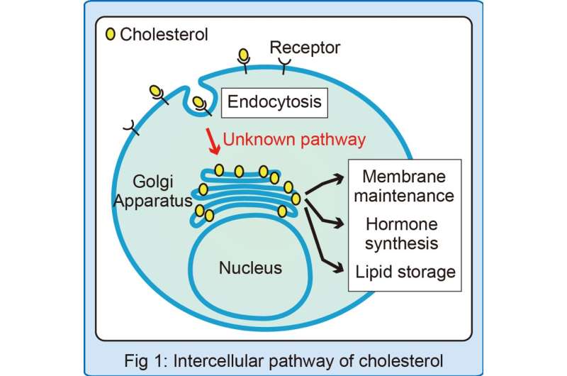 Cholesterol leash: Key tethering protein found to transport cellular cholesterol
