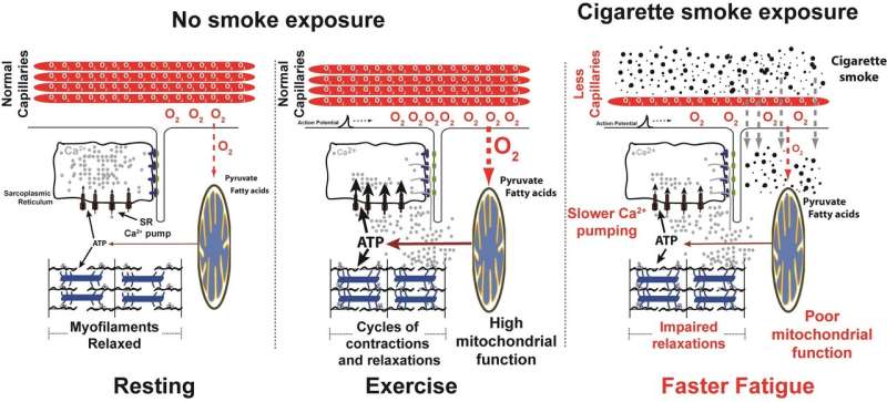 Cigarette smoke directly damages muscles in the body