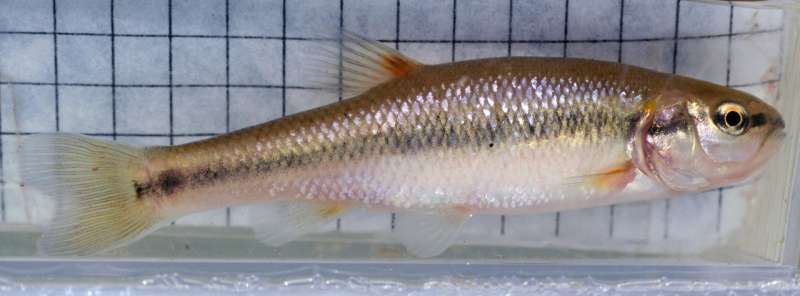 City fish evolve different body forms than country fish
