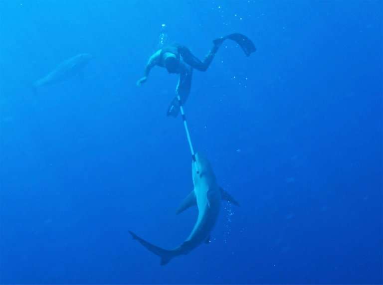 Clarke Gayford, partner of New Zealand Prime Minister Jacinda Ardern, fends off a a shark with a pole as a  dolphin looks on in 
