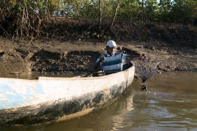Clement Joseph Rabenabdreasana, 36, catches crabs in a mangrove near the village of Beanjavilo in western Madagascar, which alon