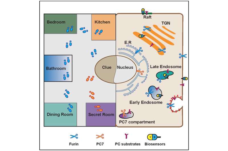 Cluedo in the cell: Enzyme location controls enzyme activity