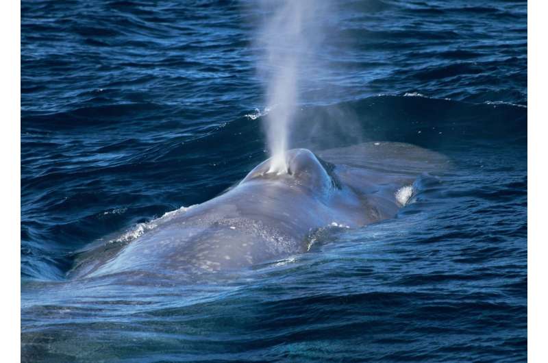 Clues from an endangered blue whale population