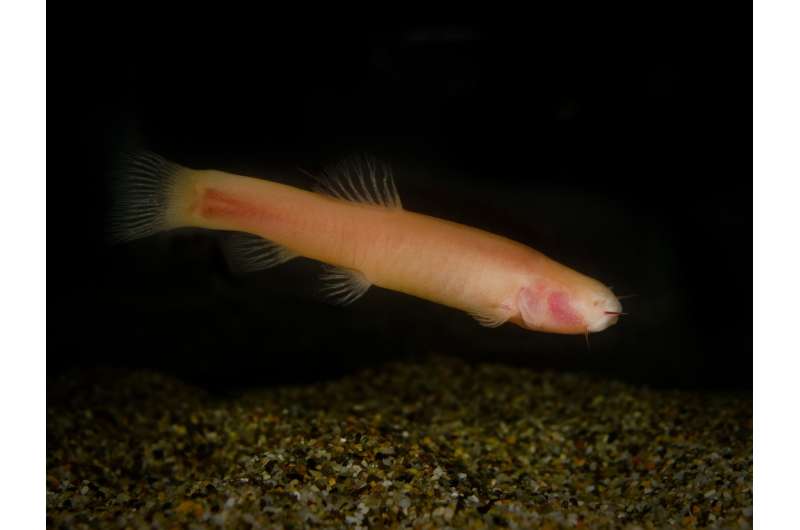 Clues from a Somalian cavefish about modern mammals' dark past