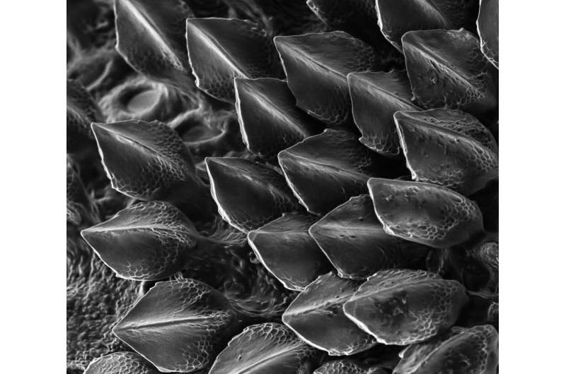 Codebreaker Turing's theory explains how shark scales are patterned