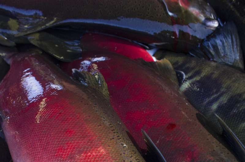 Coho salmon die, chum salmon survive in stormwater runoff research