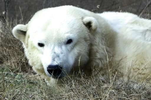 Coldilocks, the oldest captive polar bear in the US, dies