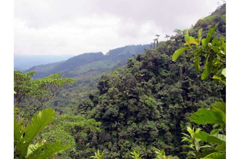 Colombia peace deal brings new threat to country's rainforest