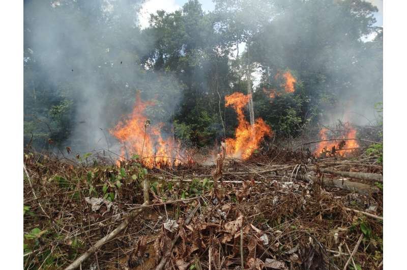 Colombia tropical forest fires spike after 2016 Peace Accords
