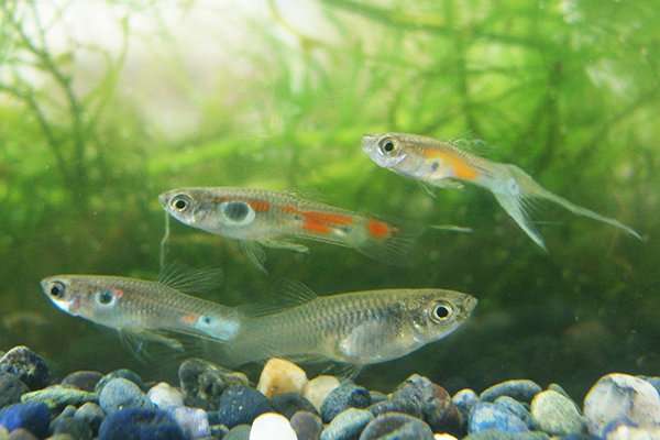 **Color vision variation in guppies influences female mate preference