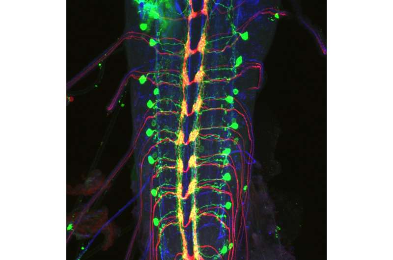 Columbia scientists locate nerve cells that enable fruit flies to escape danger