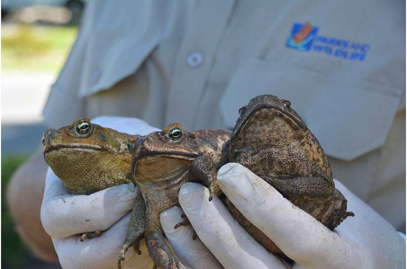 Come hither... how imitating mating males could cut cane toad numbers
