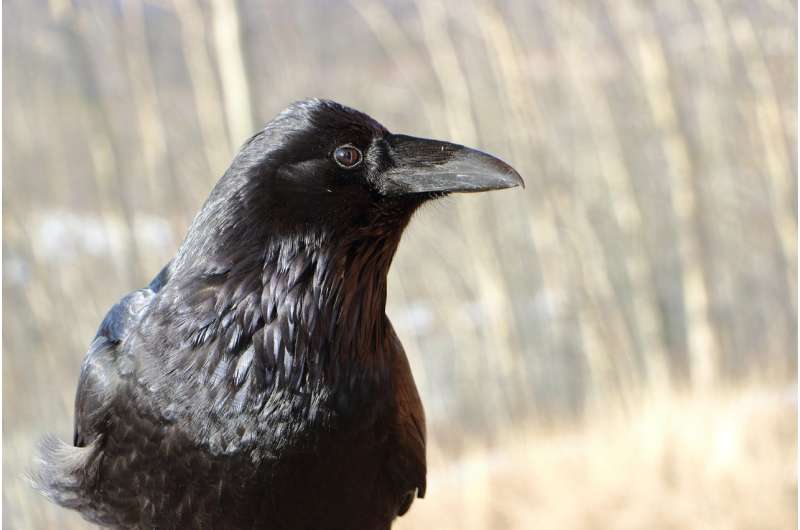 Common raven - Corvus corax