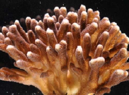 Comparison of the genomes of two species of coral demonstrates unexpected genetic diversity