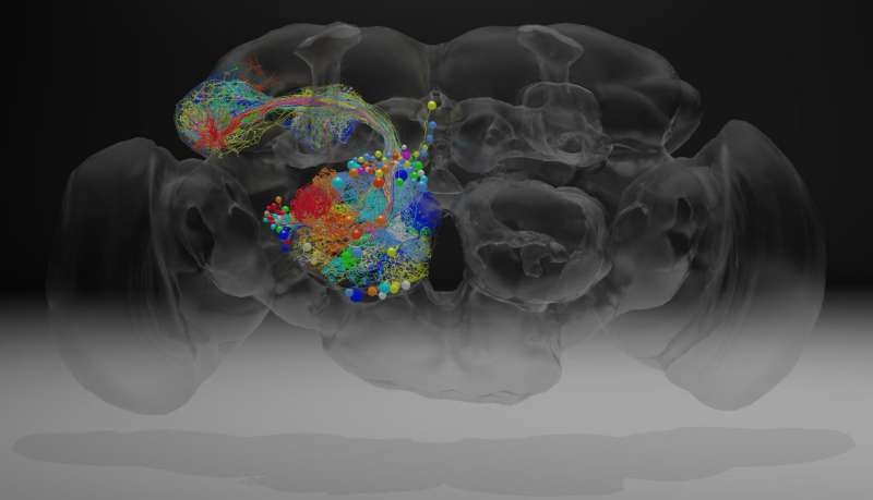 Complete fly brain imaged at nanoscale resolution